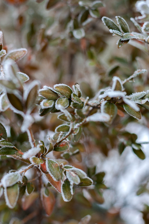 abstract nature background from frozen plant covered with hoarfrostの写真素材