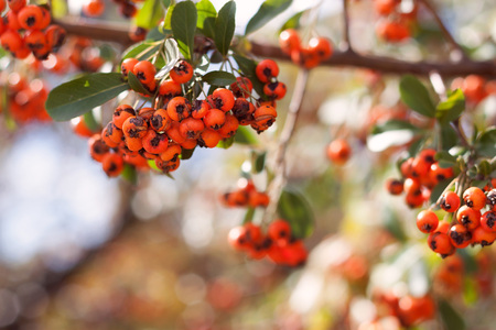 orange berries with green leaves on a sunny day