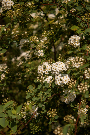 Bunch of small white flowers and green leaves