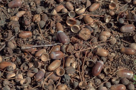 Composition of acorns on the ground in the autumn forest