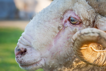 Sad eyes of sheep close-up. Green meadows backgroundの写真素材