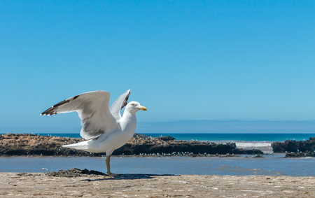 Alone seagull stands wings spread on a wall in Essaouira, Moroccoの写真素材