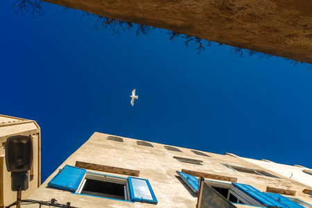 Alone seagull soars in the sky. Street of Essaouira, Moroccoの写真素材