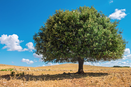 Argan tree in the sun against the blue skyの写真素材