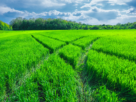 Road in a green field of wheat. Traces of agricultural transport on the grass on a sunny dayの写真素材