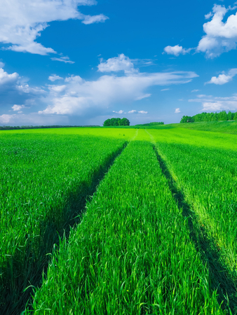 Road in a green field of wheat. Traces of agricultural transport on the grass on a sunny dayの写真素材