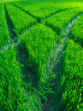 Road in a green field of wheat. Traces of agricultural transport on the grass on a sunny dayの写真素材