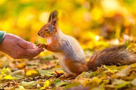 Squirrel communicates with man in the autumn park in St Petersburgの写真素材
