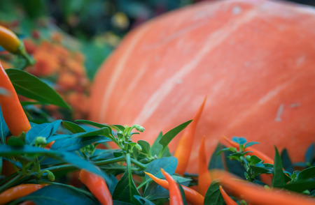 Pumpkin close-up. Orange pumpkin side view. Gourd fragment close up. Squash background. Sinderella pumpkinの写真素材