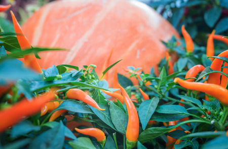 Many vegetables in one place. Glass jar with grain and label for text. still life of vegetables. Lots of pumpkinsの写真素材
