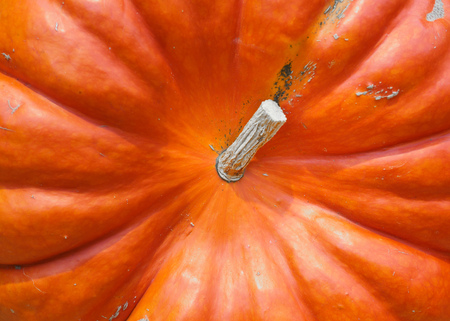 Pumpkin close-up. Orange pumpkin top view. Gourd fragment close up. Squash background. Sinderella pumpkinの写真素材
