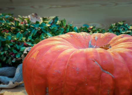 Pumpkin close-up. Orange pumpkin side view. Gourd fragment close up. Squash background. Sinderella pumpkinの写真素材