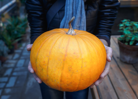 Orange pumpkin in the hands. Big pumpkin in woman hands. Yellow pumpkin holding hands.の写真素材