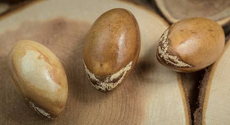 Moroccan argan nuts on wooden background close-up shotの写真素材