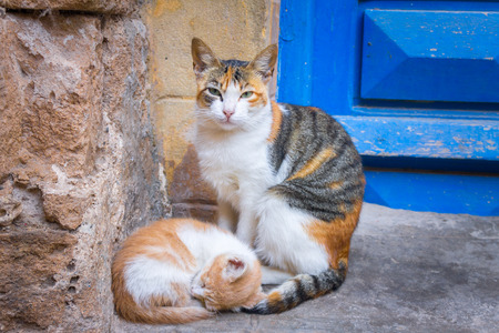 Carefree street cats in Morocco, Essaouira sityの写真素材