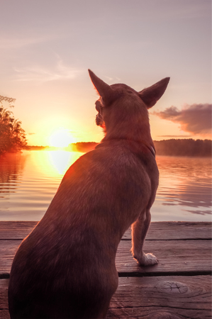 dog at the lake in sunset. Chihuahua at sunset looks at the sun on the river. Pet on natureの写真素材