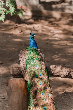 Portrait of a beautiful male peacock. Peahen sitting on a tree brown ground in a zooの写真素材