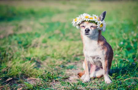 A little cute little dog with a wreath of daisies on his head sits in the sun in the field.の写真素材