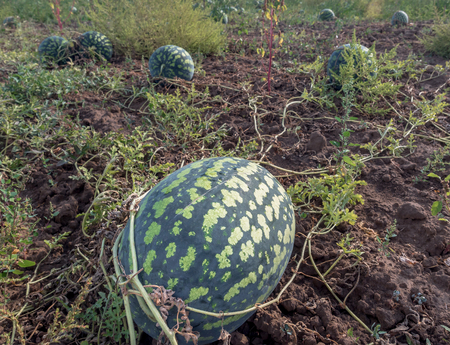 The harvest of watermelons in the morning sun. Watermelon on the fieldの写真素材