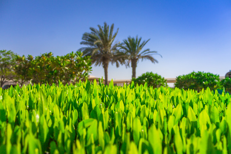 Tea plantation, tea bushes. Vegetable background. Young leaves in bright sunの写真素材