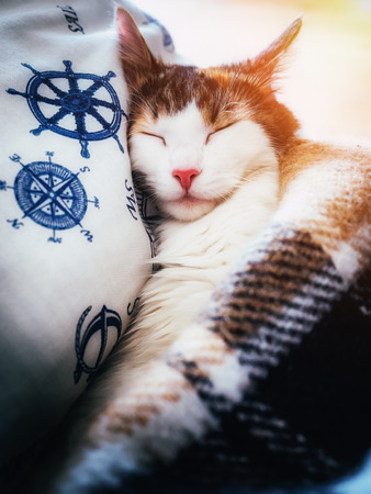Cute caloco cat lying in bed under a blanket.の写真素材