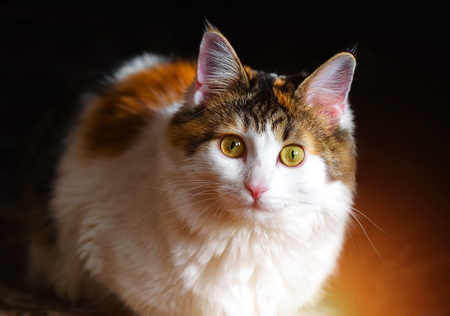 Portrait of a Beautiful Calico Cat With Big Yellow Eyesの写真素材