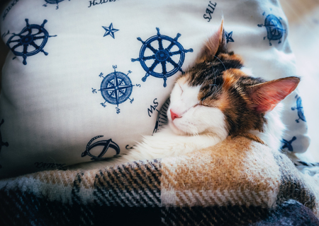 Cute caloco cat lying in bed under a blanket.