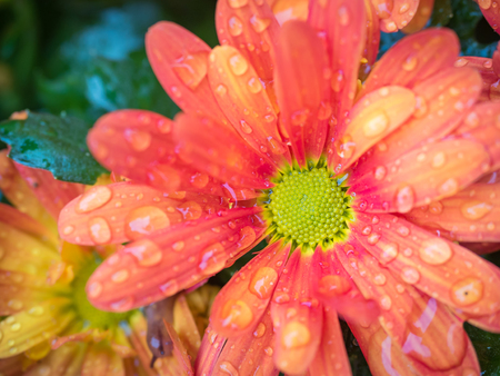 Macro shot of petals of beautiful chrysanthemum flowers drops of dewの写真素材