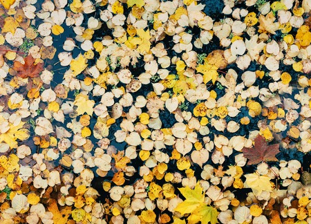 Background of yellow leaves floating on surface of pondの写真素材