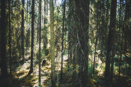 Old forest. View inside of the forest on the trees.