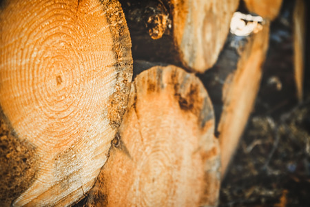 logs of trees in the forest after felling. felled tree trunks. Logging. Selective focus on photo