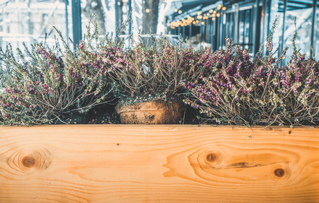 Dryed Common Heather Ling Scotch Heather Calluna vulgaris in wooden box on the street in winterの写真素材