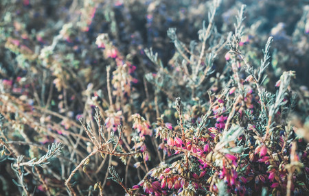 Close up background of dryed Common Heather Ling Scotch Heather Calluna vulgarisの写真素材