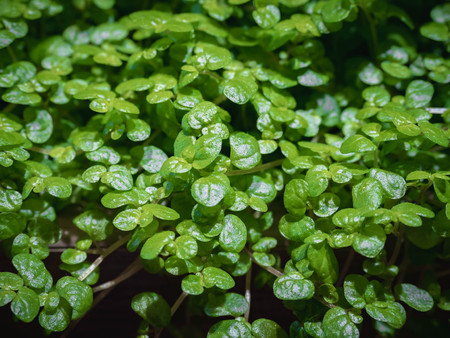 Heart shaped green leaves wild vines, tropical forest plants on black backgroundの写真素材