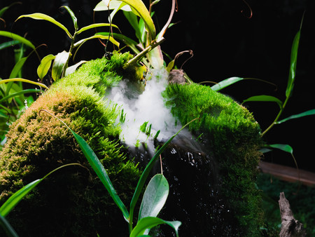 shallow greens dark space. background green leaves wild tropical forest plants on black backgroundの写真素材