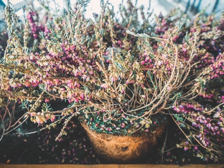 Dryed Common Heather Ling Scotch Heather Calluna vulgaris inclay pot on the street in winterの写真素材