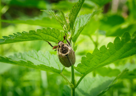Cute Shaggy May Beetle Grows in the Sun. The Maybug Sits on the Stalk of the Nettle. Cockchafer in...