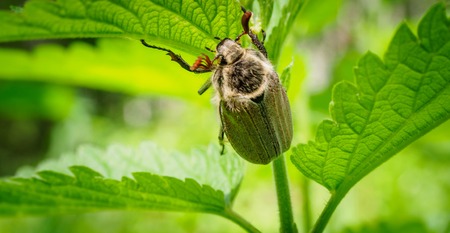 Cute Shaggy May Beetle Grows in the Sun. The Maybug Sits on the Stalk of the Nettle. Cockchafer in...