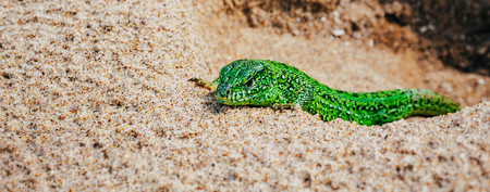 Green sand lizard Lacerta agilis on sand. Panoramic bannerの写真素材
