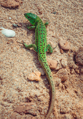 Green sand lizard Lacerta agilis on sandの写真素材