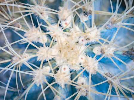 Abstract background of cactus close up. Echinocactus grusonii spineless form. Spine detail of big cactus. Cactus spines.の写真素材
