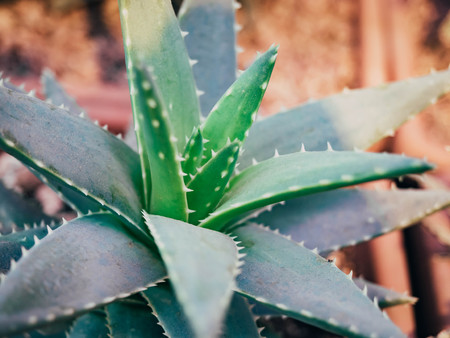 Aloe vera plant. Aloe grows in the ground.の写真素材