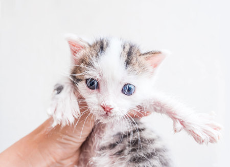 Cute helpless two-weeks old kitty in the female hand. Its muzzle is smeared by sour cream looking on cameraの写真素材