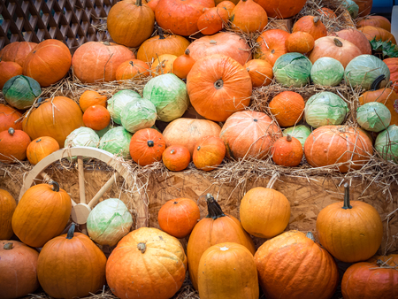 Many large orange pumpkins lie in the straw. Autumn street decoration. Many large orange pumpkins lie in the straw. Autumn harvest of pumpkins prepared for the holiday.の写真素材