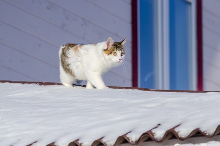 Beautiful calico cat walking on snowy roof of the house Kitty sneaks on the roof top on a sunny frosty christmas dayの写真素材