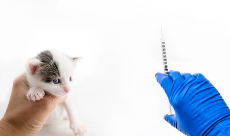 Vaccination of Pets. Little cute cat getting a vaccine at the veterinary clinic isolated on white background. Frightened little kitten at the reception at the vetの写真素材
