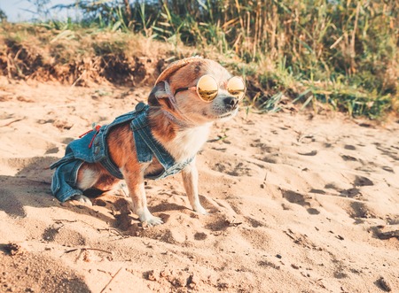Chihuahua wearing sunglasses and straw hat lies on a beach by the river enjoying the sun. Fashionable dog dressed in a denim suit resting on the beach and sunbathes. Hippie dog resting on the natureの写真素材