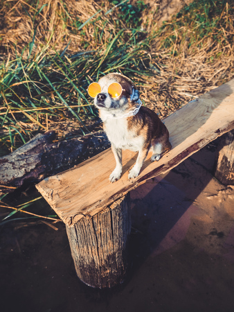 Chihuahua wearing sunglasses and straw hat sits on a bench by the river enjoying the sun. Fashionable dog in a hat and glasses resting on the beachの写真素材