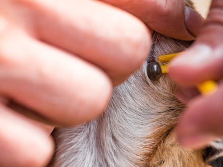 Owner taking care of the dog of chihuahua breed and remove tick who mite bit into the skin. Mite sucks blood in dogs. Removing mite from dogs body with a hook. Ixodes persulcatus. Man unscrews the pumped tick bloodの写真素材