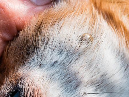 Tick sucks blood in dogs. Ixodes persulcatus. Mite stuck to a little dog. The tick engorged with blood. Danger to the dog during the tick breeding seasonの写真素材